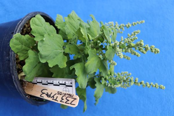 Click for 8 image(s) for this accession. GREENHOUSE